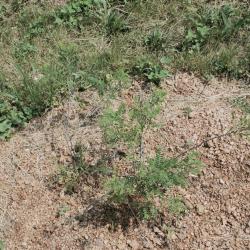 Amorpha nana (Dwarf Indigo-bush), habit, summer