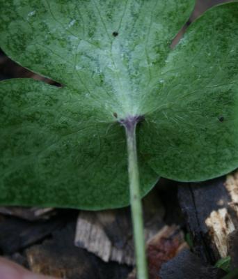 Anemone acutiloba (Sharp-lobed Hepatica), leaf, lower surface