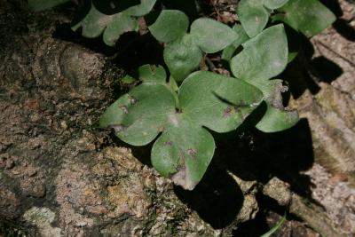 Anemone acutiloba (Sharp-lobed Hepatica), leaf, summer