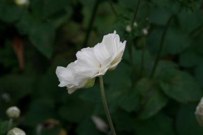 Anemone × hybrida 'Whirlwind' (Whirlwind Japanese Anemone), flower, side