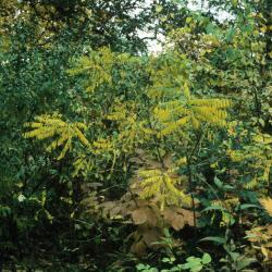 Amorpha fruticosa (Indigo-bush), habit, fall