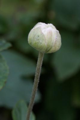 Anemone × hybrida 'Whirlwind' (Whirlwind Japanese Anemone), bud, flower