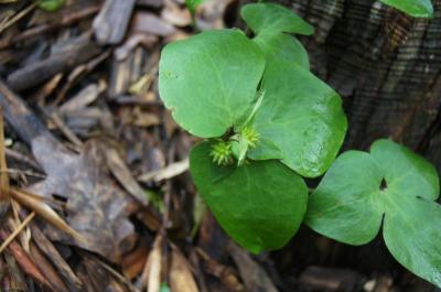 Anemone acutiloba (Sharp-lobed Hepatica), infructescence