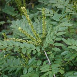 Amorpha fruticosa (Indigo-bush), leaf, summer, infructescence