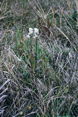 Anemone cylindrica (Thimbleweed), habit, fall