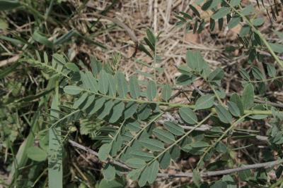 Amorpha nana (Dwarf Indigo-bush), leaf, lower surface