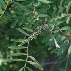 Amorpha fruticosa (Indigo-bush), bud, flower