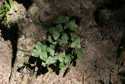 Anemone acutiloba (Sharp-lobed Hepatica), habit, summer