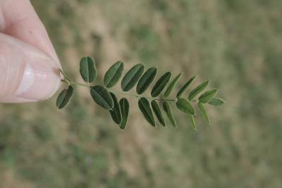Amorpha nana (Dwarf Indigo-bush), leaf, upper surface