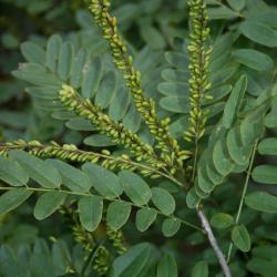 Amorpha fruticosa (Indigo-bush), infructescence, fruit, immature