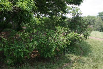 Amorpha fruticosa (Indigo-bush), habit, summer