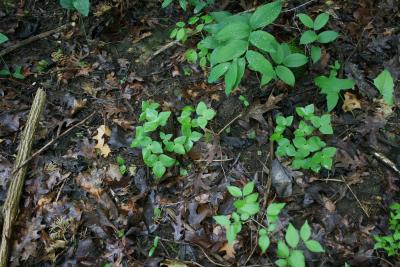 Anemone acutiloba (Sharp-lobed Hepatica), habit, spring