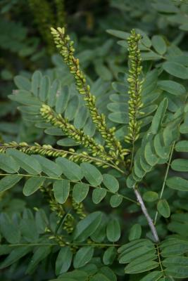 Amorpha fruticosa (Indigo-bush), infructescence, fruit, immature