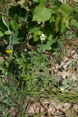 Anemone cylindrica (Thimbleweed), habit, spring