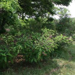 Amorpha fruticosa (Indigo-bush), habit, summer