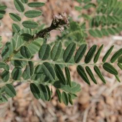 Amorpha nana (Dwarf Indigo-bush), leaf, upper surface
