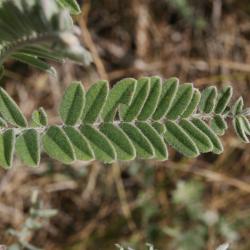 Amorpha canescens (Leadplant), leaf, upper surface