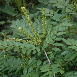 Amorpha fruticosa (Indigo-bush), habit, summer, infructescence
