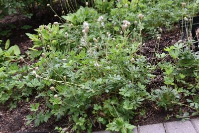 Anemone sylvestris (Snowdrop Anemone), habit, summer