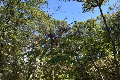 Aralia spinosa (Devil's Walking Stick), habit, fall
