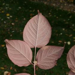 Aralia spinosa (Devil's Walking Stick), leaf, lower surface