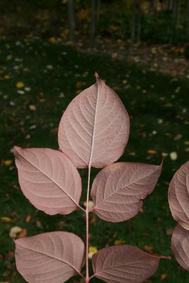 Aralia spinosa (Devil's Walking Stick), leaf, lower surface