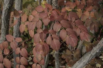 Aralia spinosa (Devil's Walking Stick), leaf, fall