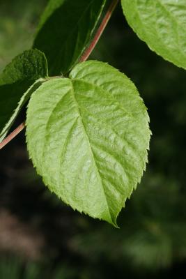 Aralia spinosa (Devil's Walking Stick), leaf, upper surface