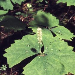 Achlys triphylla (vanilla leaf), leaves
