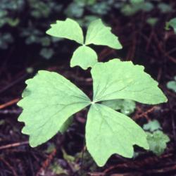 Achlys triphylla (vanilla leaf), leaves
