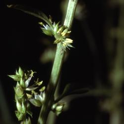 Amaranthus tuberculatus (Moq.) Sauer (roughfruit amaranth), seeds