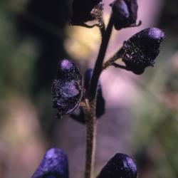 Aconitum uncinatum L. (southern blue monkshood), flowers