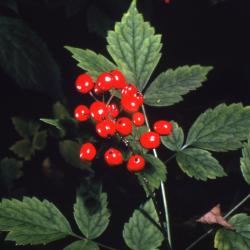 Actaea rubra (Aiton) Willd. (red baneberry), fruit
