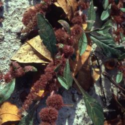 Amaranthus tuberculatus (Moq.) Sauer (roughfruit amaranth), fruit
