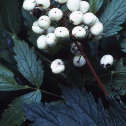 Actaea rubra f. neglecta (Gillman) Robins (white-fruited red baneberry), fruit