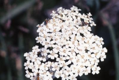 Achillea sp. (yarrow), flowers