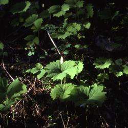 Achlys triphylla (vanilla leaf), habitat 