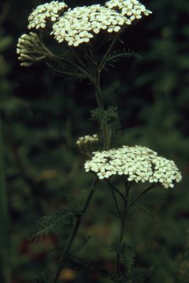 Achillea millefolium (yarrow), flowering stalks
