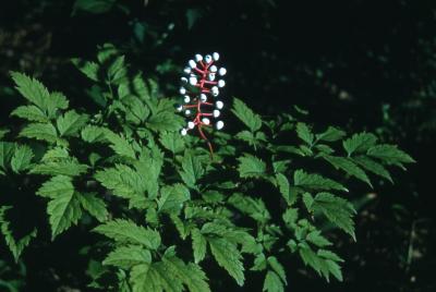 Actaea pachypoda Elliott (white baneberry), habit