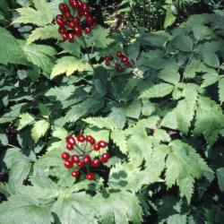 Actaea rubra (Aiton) Willd. (red baneberry), habitat