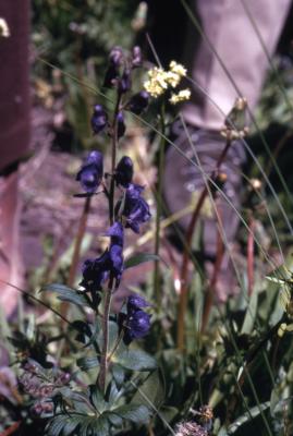 Aconitum uncinatum L. (southern blue monkshood), habit
