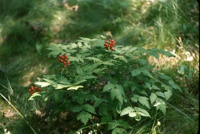 Actaea rubra (Aiton) Willd. (red baneberry), habit 