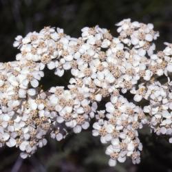 Achillea millefolium lanulosa 'Mountain yarrow', flowers
