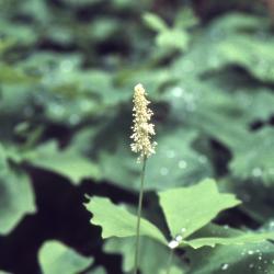 Achlys triphylla (vanilla leaf), habit, seedhead