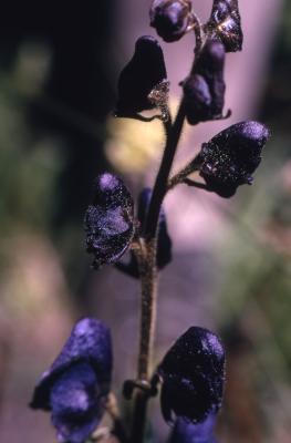 Aconitum uncinatum L. (southern blue monkshood), flowers