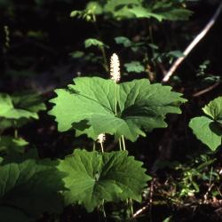 Achlys triphylla (vanilla leaf), habit