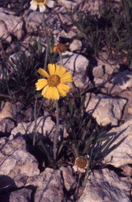 Tetraneuris herbacea Greene (lakeside daisy), flower