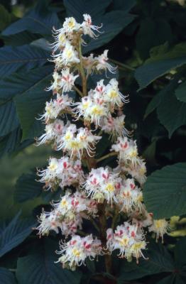 Aesculus hippocastanum L. (horse-chestnut), inflorescence