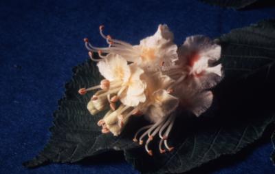 Aesculus hippocastanum L. (horse-chestnut), close-up of inflorescence