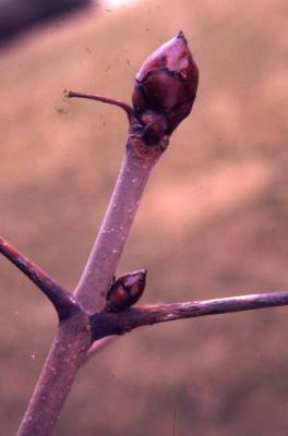 Aesculus hippocastanum ‘Baumannii’ (Baumann’s horse-chestnut), bud